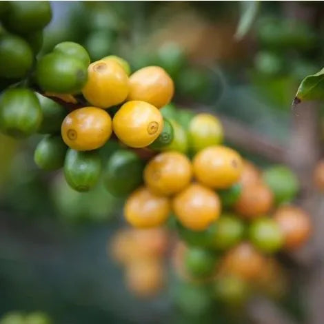 Colombia Azahar Nariño – Slow Food Coffee Coalition