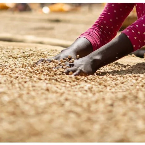 Ethiopia Ky Kebero – Fully Washed